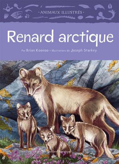 Renard arctique